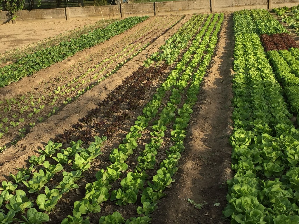 campo-lattuga.JPG