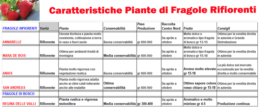 caratteristiche-fragole-rifiorenti2.jpg