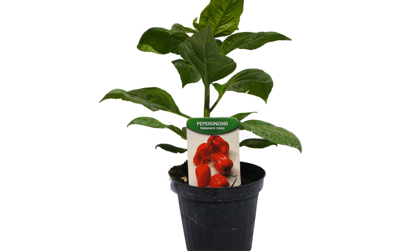 Immagine 2 pianta di Peperone Piccante Habanero Rosso.