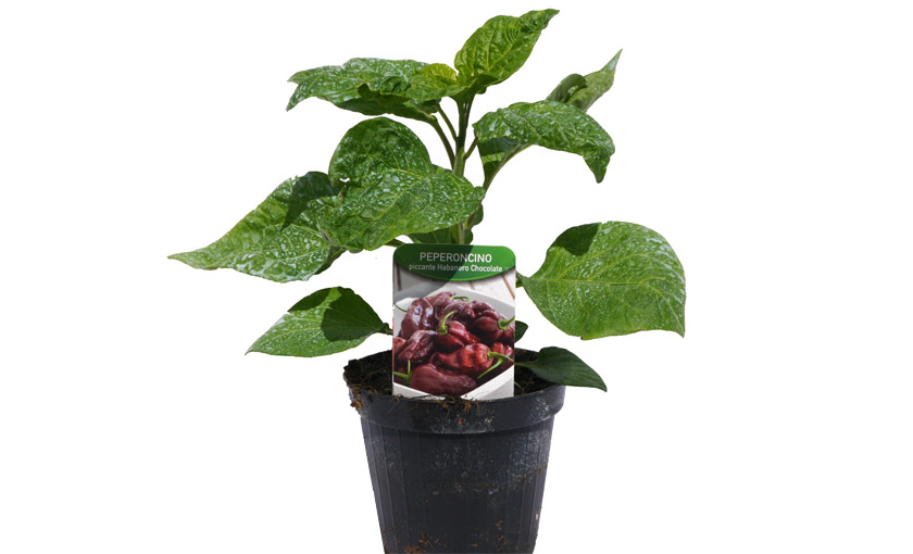 Immagine 2 pianta di Peperone Piccante Habanero Cioccolato.