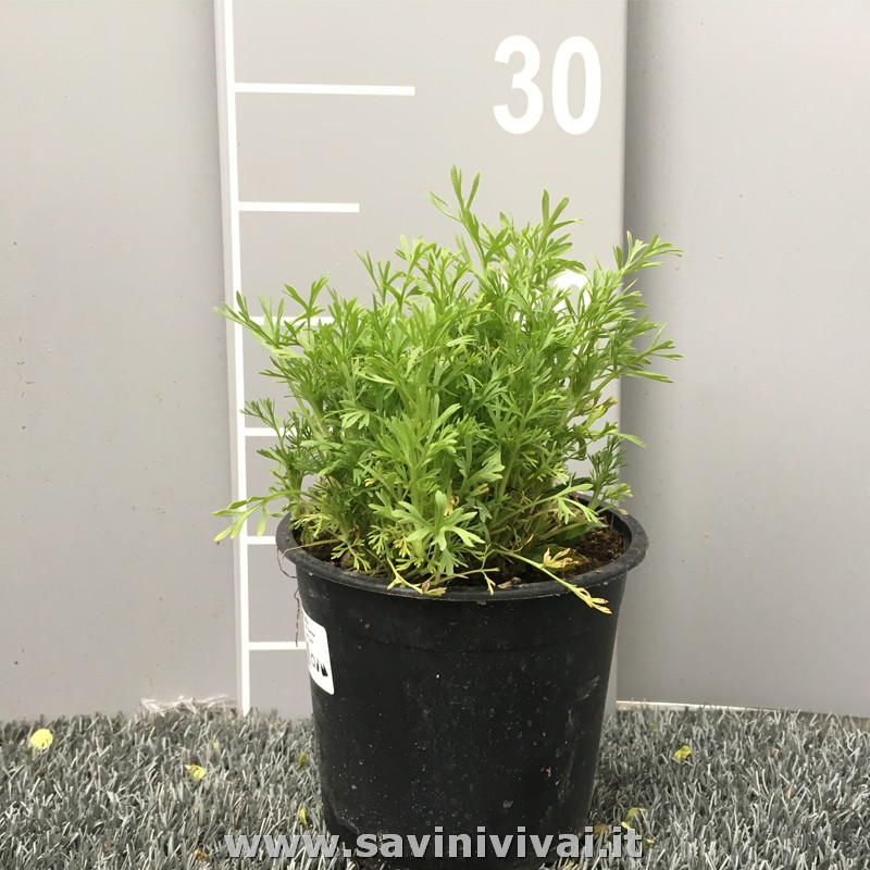 Pianta Artemisia Vaso 18cm