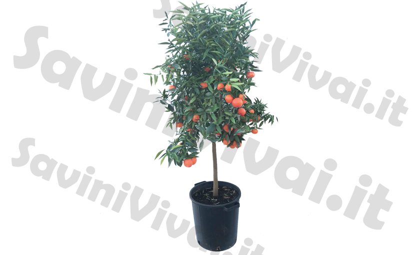 pianta di Clementino in Fitocella Altezza REALE 140 cm vera pianta da frutto 