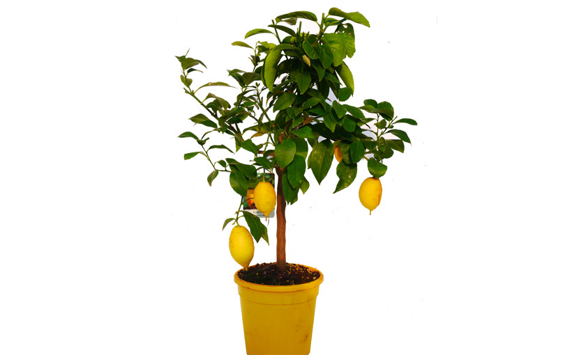 Pianta di Limone Lunario 4 Stagioni in vaso 20-22 cm ...