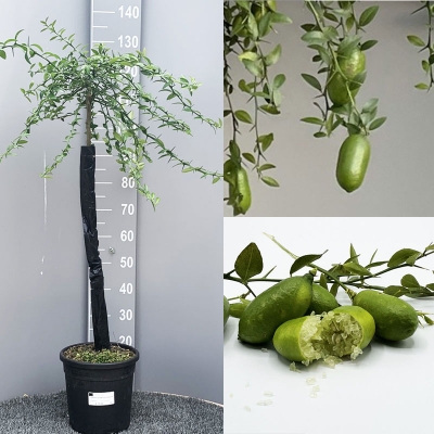 SAVINI VIVAI Pianta di Limone Caviale Verde Faustrime Albero di Agrumi  Finger Lime Limone ad Alberello in Vaso 20 cm Altezza 50-70 cm 2 Anno di