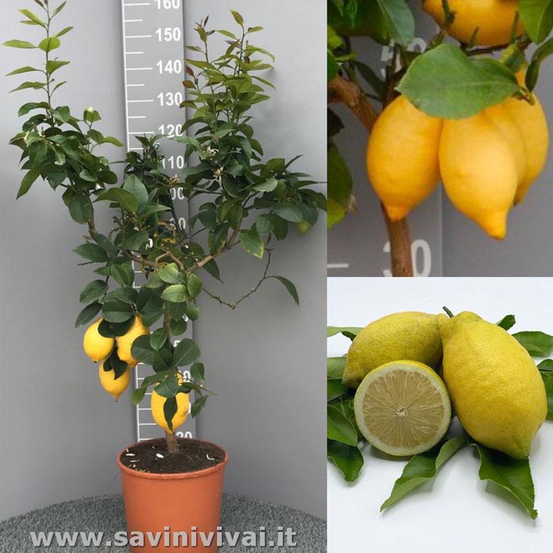 topiaria limone mini albero di limone in vaso con 12 limoni frutta artificiale ASSR 2 mini piante artificiali per bonsai in vaso 