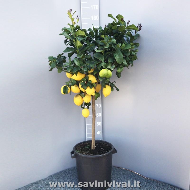 Piante di Limone Comuni | Savini Vivai