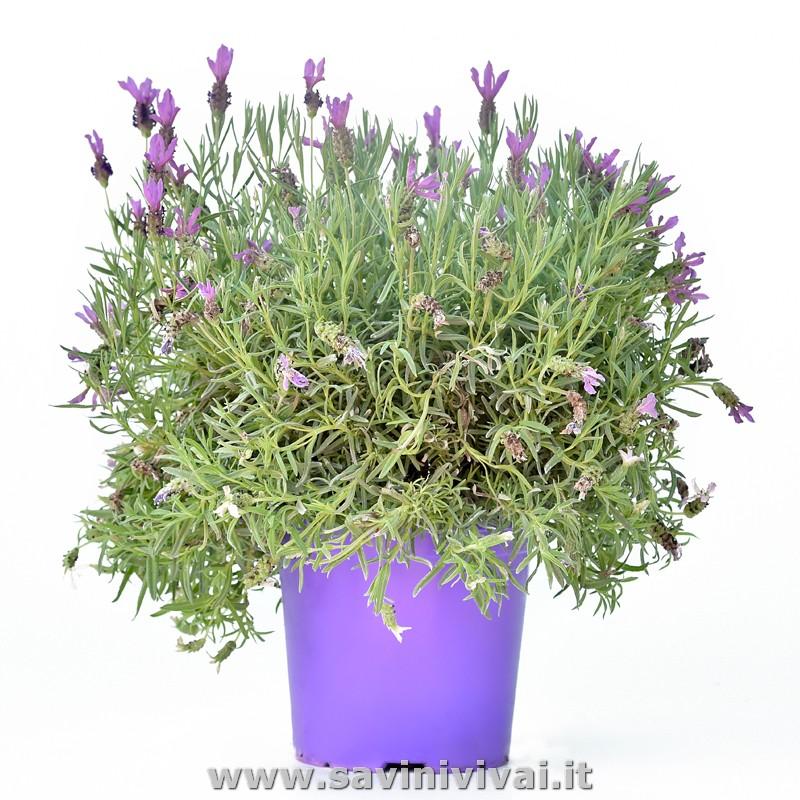 Pianta di Lavanda Stoechas in vaso Ø 25 cm