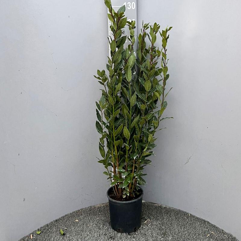 Alloro Laurus Nobilis