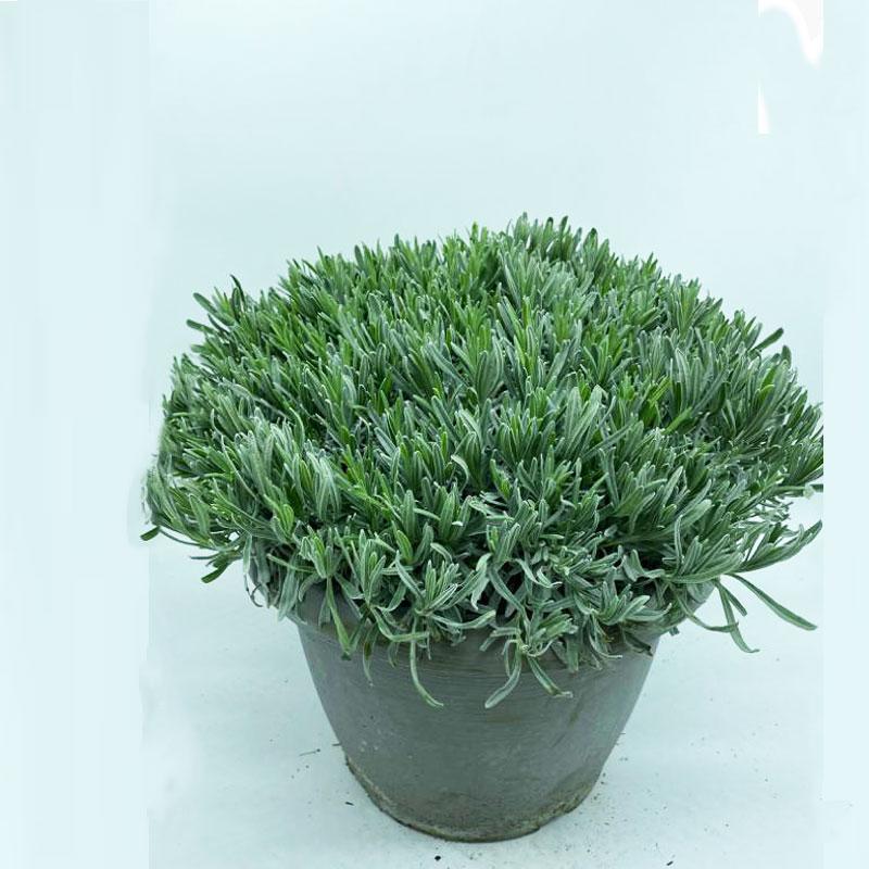 Pianta di Lavanda angustifolia in vaso da 14cm, altezza 35-40cm