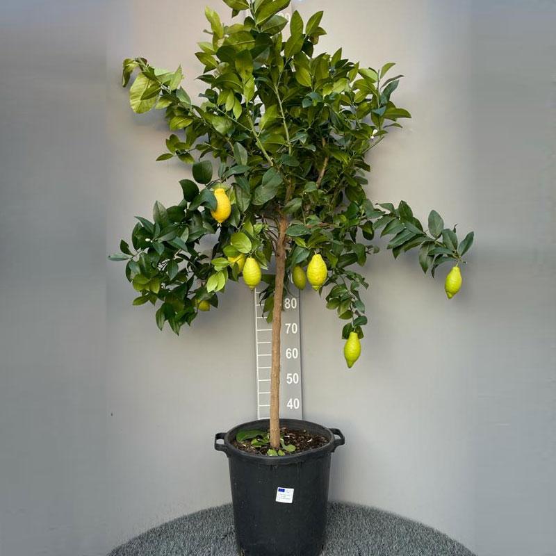 Piante di Limone Comuni | Savini Vivai