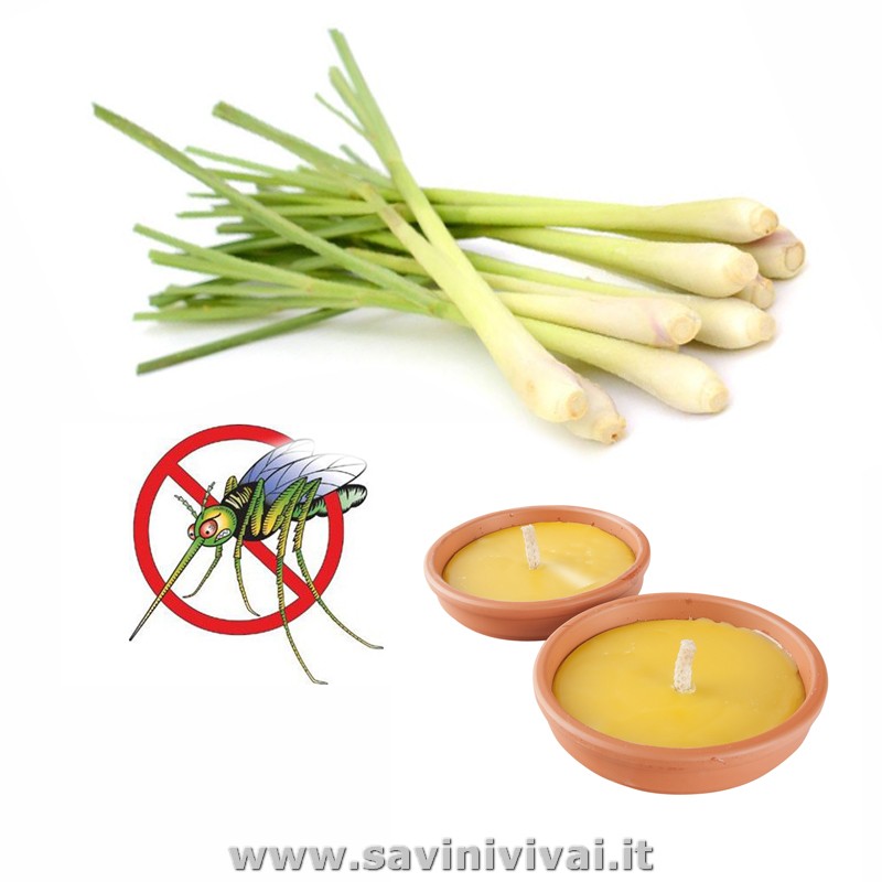 Pianta di Citronella Lemon Grass (Cymbopogon Citrato) in vaso 14