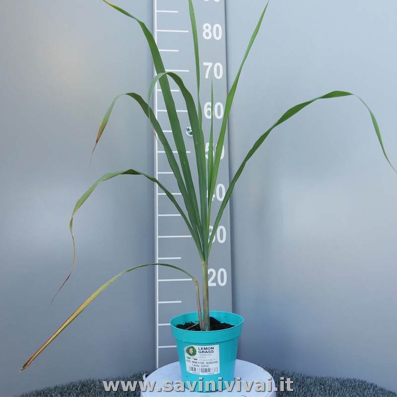 Pianta di Citronella Lemon Grass (Cymbopogon Citrato) in vaso 14