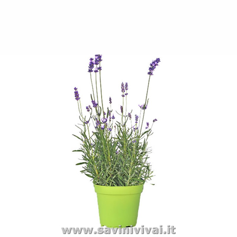 Pianta di Lavanda Hidcote in vaso 14 Savini Vivai